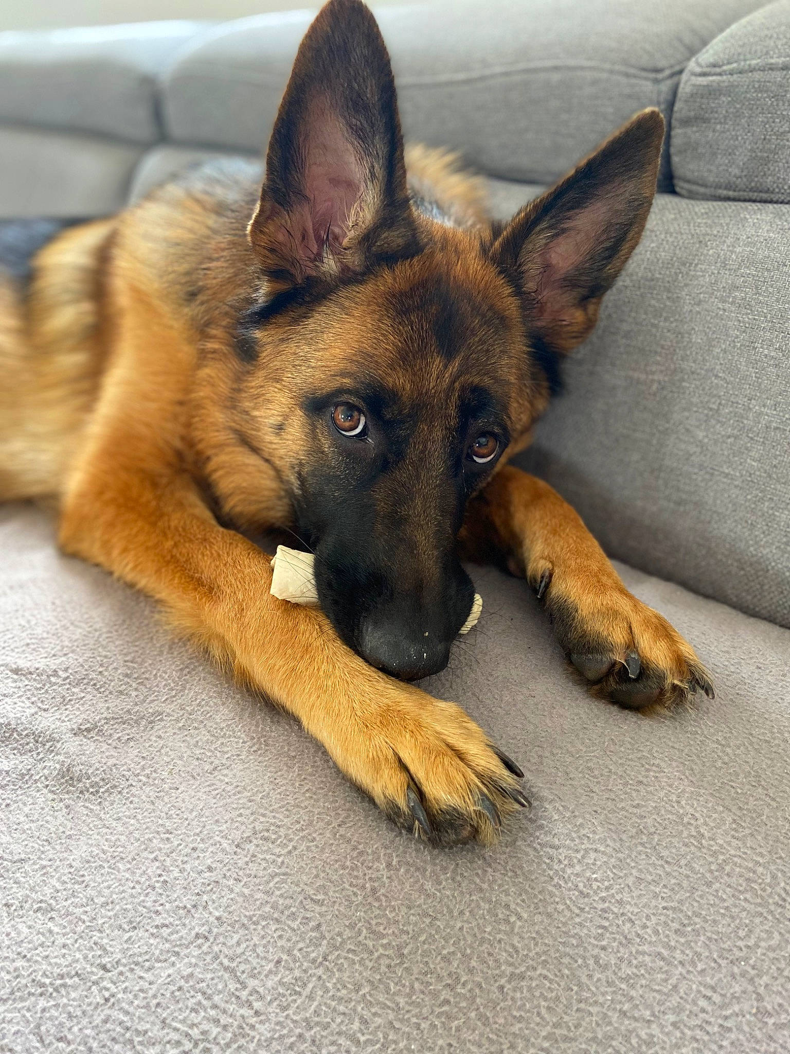 Cybelle participe au concours pour gagner de l'argent avec cette photo : belgian_shepherd_malinois, canidae, carnivore, companion_dog, dog, dog_breed, east_european_shepherd, fawn, foot, fur, german_shepherd_dog, herding_dog, king_shepherd, old_german_shepherd_dog, paw, snout, sporting_group, terrestrial_animal, working_animal, working_dog