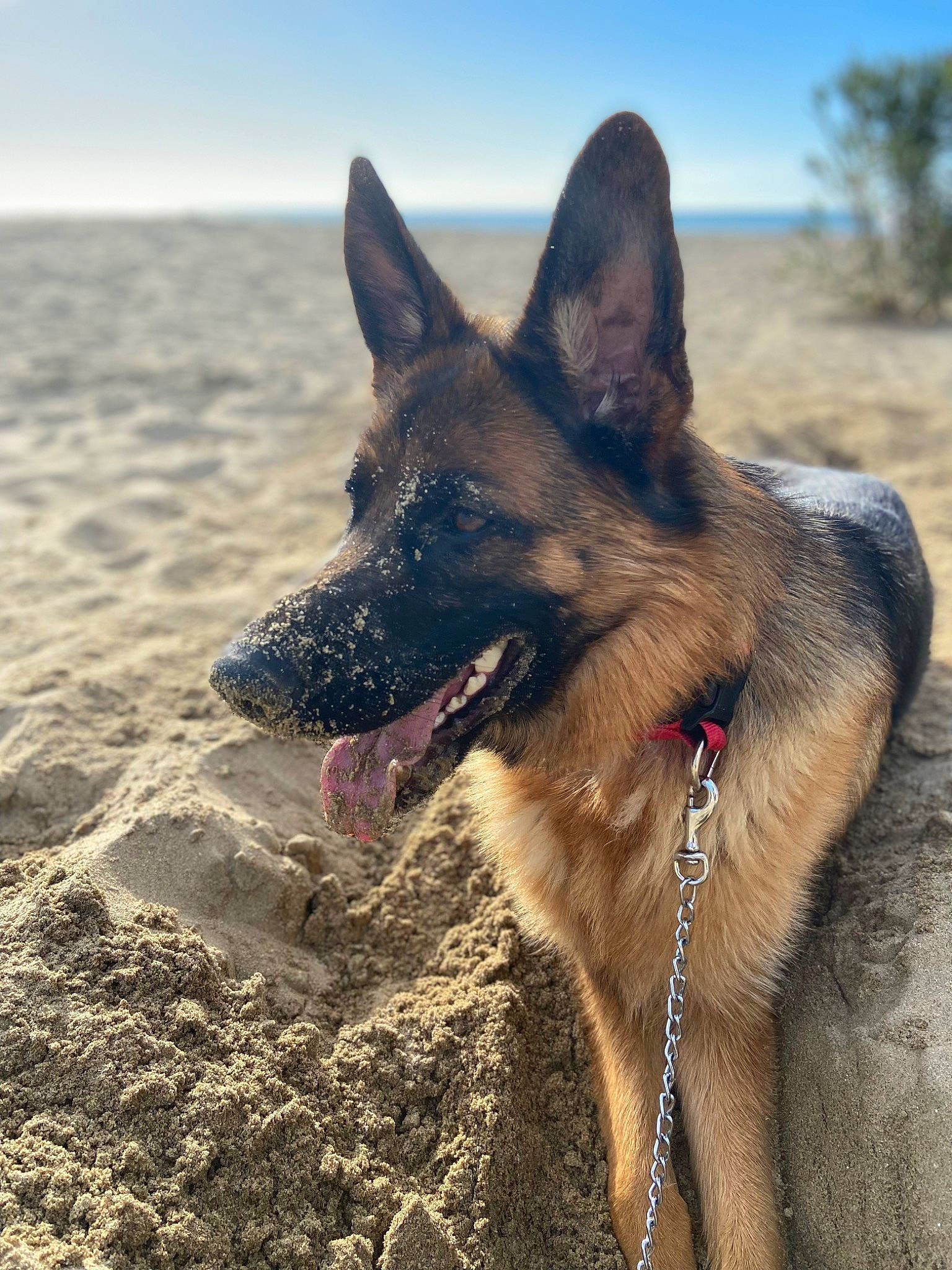 Cybelle a rejoint le concours — aidez-le/la à gagner de superbes lots ! beach, belgian_shepherd_malinois, canidae, canis, carnivore, collar, dog, dog_breed, dog_supply, east_european_shepherd, german_shepherd_dog, herding_dog, king_shepherd, old_german_shepherd_dog, sky, snout, sporting_group, terrestrial_animal, working_animal, working_dog