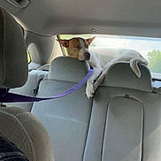 Lucy is registered to the contest to win money with this photo: backseat, brown_spot, canine, car_interior, dog, domestic_animal, headrest, leash, leisure, pet, relaxed, resting, road_trip, seat, sunlight, transportation, travel, vehicle, white_dog, window