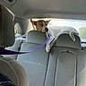 backseat, brown_spot, canine, car_interior, dog, domestic_animal, headrest, leash, leisure, pet, relaxed, resting, road_trip, seat, sunlight, transportation, travel, vehicle, white_dog, window