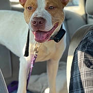 Lucy joined the competition — help win amazing prizes! animal, brown_and_white, canine, car, collar, daylight, dog, domestic_animal, ears, four_legs, friendly, happy, inside, leash, pet, portrait, seating, smiling, vehicle, window