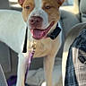 dog, car, pet, happy, brown_and_white, leash, inside, vehicle, seating, smiling, canine, domestic_animal, collar, window, daylight, portrait, animal, friendly, four_legs, ears