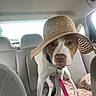 Lucy joined the competition — help win amazing prizes! animal, backseat, blanket, canine, car_interior, collar, curious, dog, domestic_animal, hat, indoor, leash, looking_at_camera, pet, seat, sunhat, transportation, travel, water_bottle, window