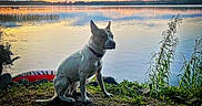 Lucy is registered to the contest to win money with this photo: animal, calm, clouds, dog, grass, lake, landscape, nature, outdoor, pet, quiet, reflection, scenic, serene, shore, sitting, sky, sunset, trees, water