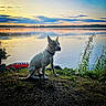animal, calm, clouds, dog, grass, lake, landscape, nature, outdoor, pet, quiet, reflection, scenic, serene, shore, sitting, sky, sunset, trees, water