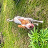 Lucy is registered to the contest to win money with this photo: animal, canine, collar, daylight, dog, ears, fur, garden, grass, greenery, happy, lawn, leaf, nature, outdoor, pet, plant, playful, smiling, tongue