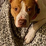 Lucy joined the competition — help win amazing prizes! animal, blanket, brown_and_white, close_up, collar, companion, cute, dog, domestic_animal, ears, face, indoor, lock_screen, looking_up, patterned, paw, pet, portrait, resting, sleepy