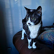 Minou a rejoint le concours — aidez-le/la à gagner de superbes lots ! abyssinian, angora, animal, blanket, cat, chair, couch, cushion, document, egyptiancat, furniture, homedecor, kitten, manx, pet, pillow, receipt, text