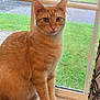 orange_cat, tabby, cat, pet, windowsill, window, screen, grass, outdoor, indoor, sitting, closeup, portrait, paws, ears, whiskers, curtain, looking_at_camera, domestic_cat, alert