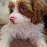Millie joined the competition — help win amazing prizes! puppy, dog, curly_fur, blue_eyes, pink_nose, carpet, indoor, white_chair, pet, cute, young_dog, fur, animal, mammal, laying_down, close_up, portrait, domestic_animal, looking_away, fluffy