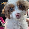 Millie is registered to the contest to win money with this photo: puppy, dog, blue_eyes, fluffy, white_fur, brown_fur, car_interior, steering_wheel, chevrolet_logo, close_up, pet, cute, animal, young_dog, sitting, indoors, pink_seat, portrait, fur, small_dog