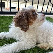 Millie joined the competition — help win amazing prizes! puppy, dog, fluffy, white, brown, grass, artificial_grass, outdoor, pet, young_dog, curly_fur, nose, ears, side_view, fence, building, window, daylight, resting, cute