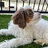 puppy, dog, fluffy, white, brown, grass, artificial_grass, outdoor, pet, young_dog, curly_fur, nose, ears, side_view, fence, building, window, daylight, resting, cute