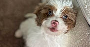 Millie joined the competition — help win amazing prizes! puppy, dog, cute, fluffy, pet, indoor, carpet, white, brown, nose, face, fur, animal, curious, looking_up, closeup, young, small, companion, adorable