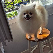 Bluey participe au concours pour gagner de l'argent avec cette photo : dog, pomeranian, fluffy, stool, indoor, window, curtain, smiling, pet, animal, sunlight, balcony, houseplant, wooden, white, small_dog, happy, domestic, portrait, furniture