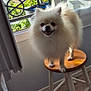 dog, pomeranian, fluffy, stool, indoor, window, curtain, smiling, pet, animal, sunlight, balcony, houseplant, wooden, white, small_dog, happy, domestic, portrait, furniture