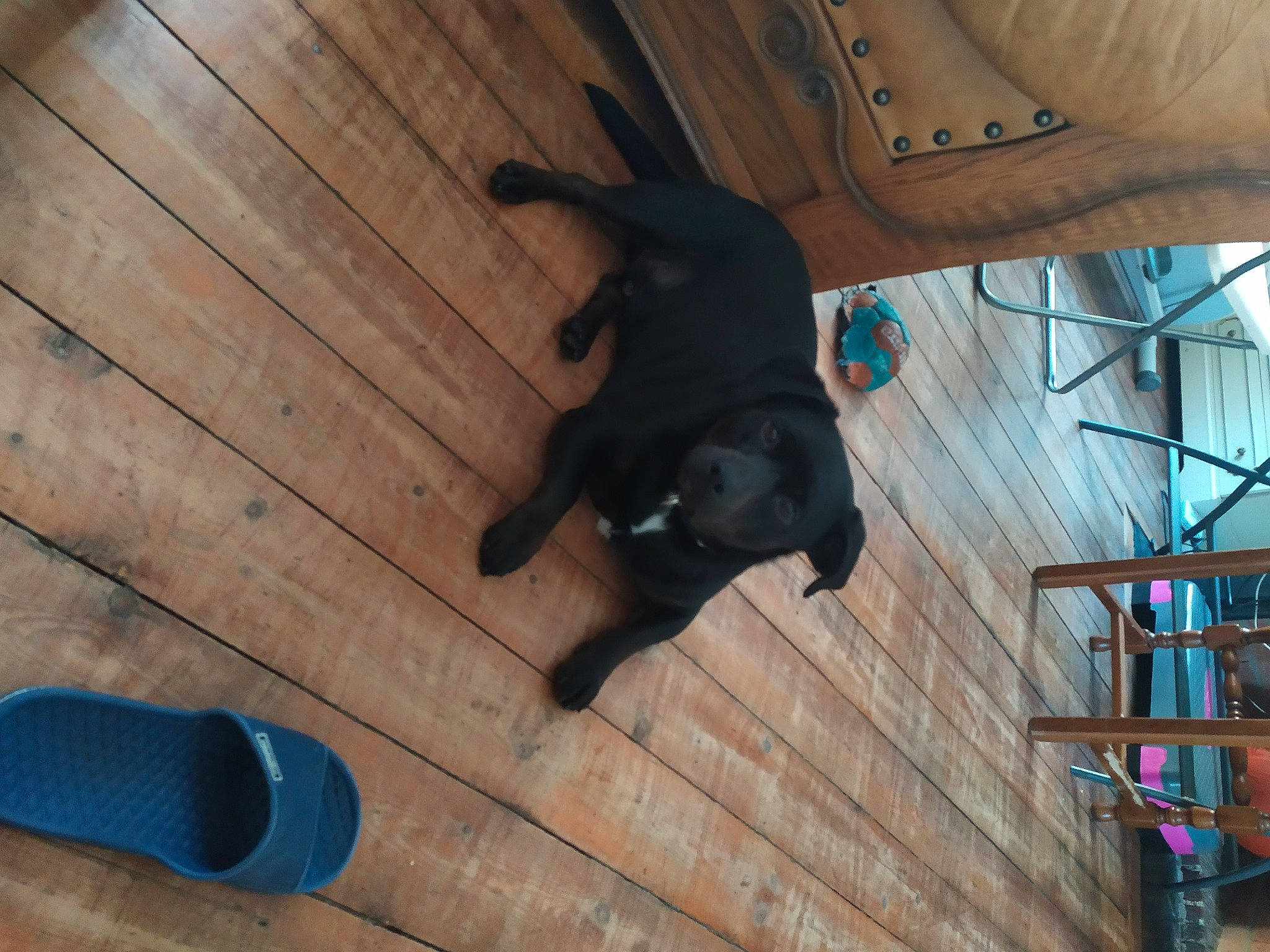 Oslo a rejoint le concours — aidez-le/la à gagner de superbes lots ! borador, canidae, carnivore, dog, dog_breed, fawn, guard_dog, labrador_retriever, non_sporting_group, patterdale_terrier, puppy, sporting_group, tail