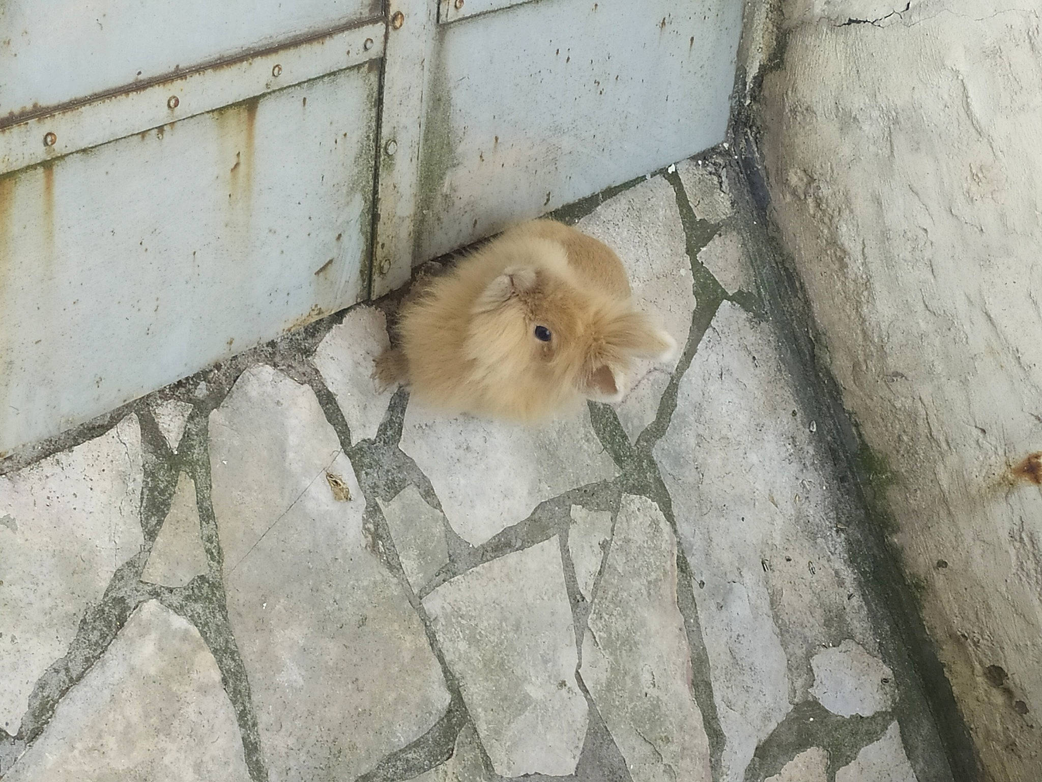 Nougat Bientôt Un An