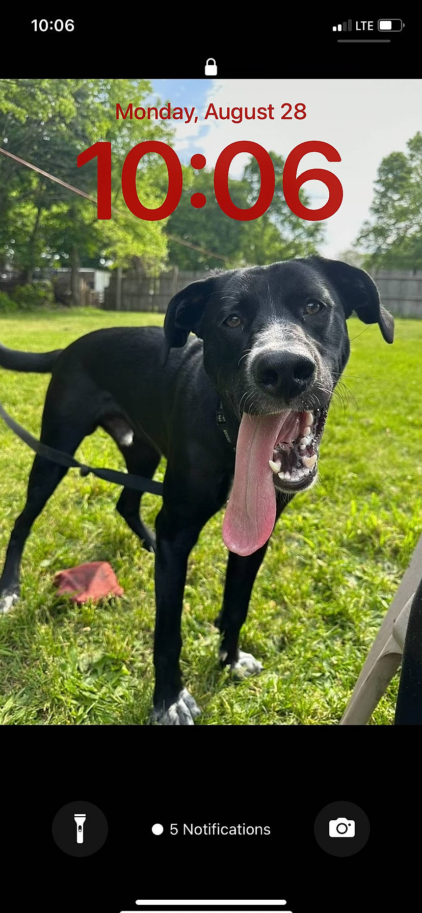 Remy is registered to the contest to win money with this photo: borador, canidae, carnivore, collar, companion_dog, dog, dog_breed, dog_collar, grass, guard_dog, gun_dog, hunting_dog, pet_supply, plant, snout, sporting_group, tail, tree, working_animal, working_dog