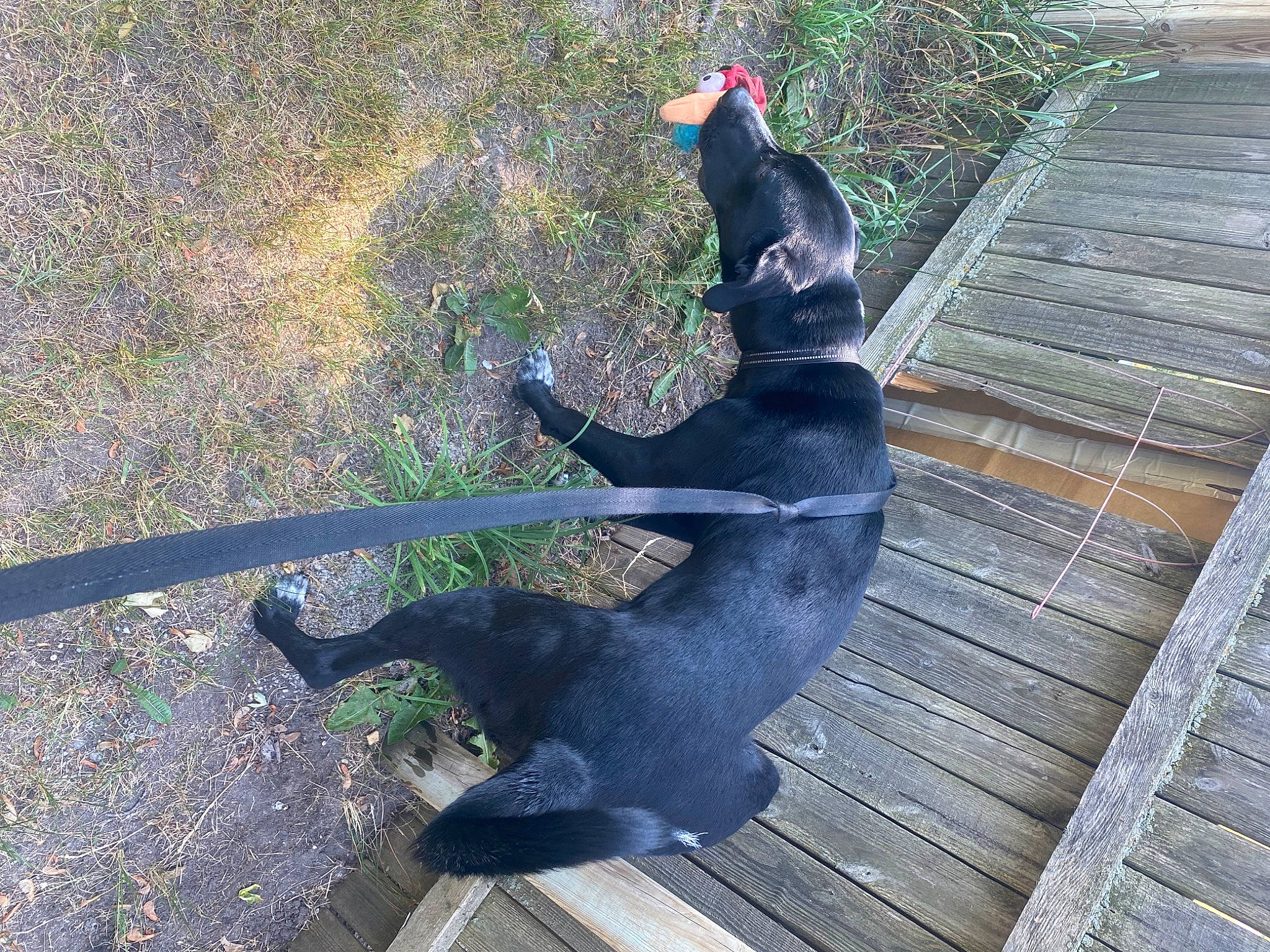 Remy joined the competition — help win amazing prizes! asphalt, canidae, carnivore, companion_dog, dog, dog_breed, fawn, fur, grass, guard_dog, pet_supply, plant, road_surface, sculpture, shadow, snout, sporting_group, tail, terrestrial_animal, wood