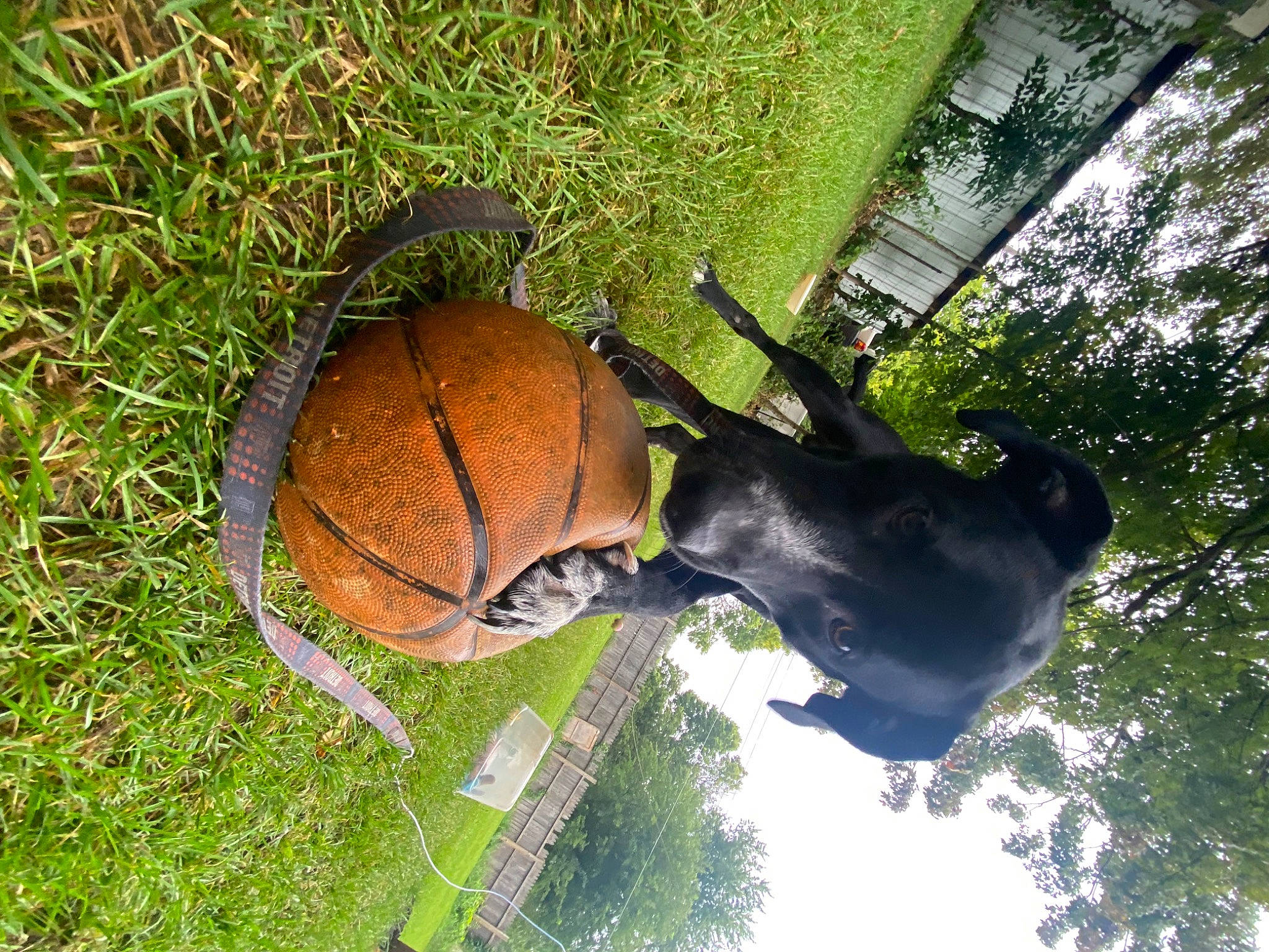 Remy is registered to the contest to win money with this photo: ball, fawn, glove, grass, helmet, landscape, pack_animal, personal_protective_equipment, plant, sky, soil, sphere, sports_equipment, sports_gear, stallion, terrestrial_animal, tree, trunk, wildlife, working_animal