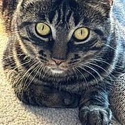 Shadow is registered to the contest to win money with this photo: cat, tabby_cat, close_up, yellow_eyes, whiskers, paws, carpet, feline, pet, animal, fur, striped, indoor, resting, sunlight, portrait, cute, domestic_cat, mammal, eye_contact