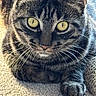 cat, tabby_cat, close_up, yellow_eyes, whiskers, paws, carpet, feline, pet, animal, fur, striped, indoor, resting, sunlight, portrait, cute, domestic_cat, mammal, eye_contact
