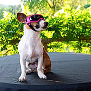 Crevette participe au concours pour gagner de l'argent avec cette photo : dog, goggles, pink_goggles, pet, animal, outdoor, greenery, table, sitting, canine, sunlight, nature, cute, portrait, ears, fur, white_fur, brown_fur, looking_away, accessory