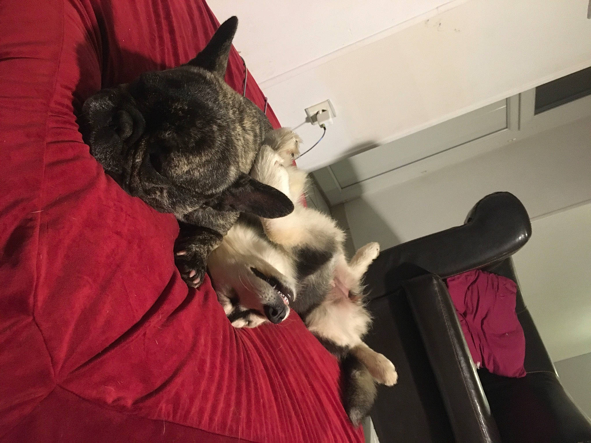 Shaé Des Jardins De Vérone a rejoint le concours — aidez-le/la à gagner de superbes lots ! canidae, carnivore, comfort, companion_dog, couch, dog, dog_breed, ear, fawn, felidae, fur, paw, schnauzer, small_to_medium_sized_cats, snout, sporting_group, tail, toy_dog, whiskers, working_animal