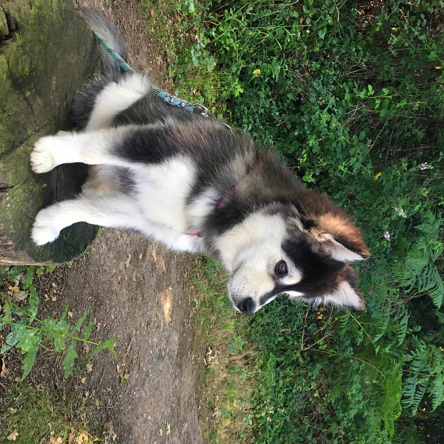 Shaé Des Jardins De Vérone