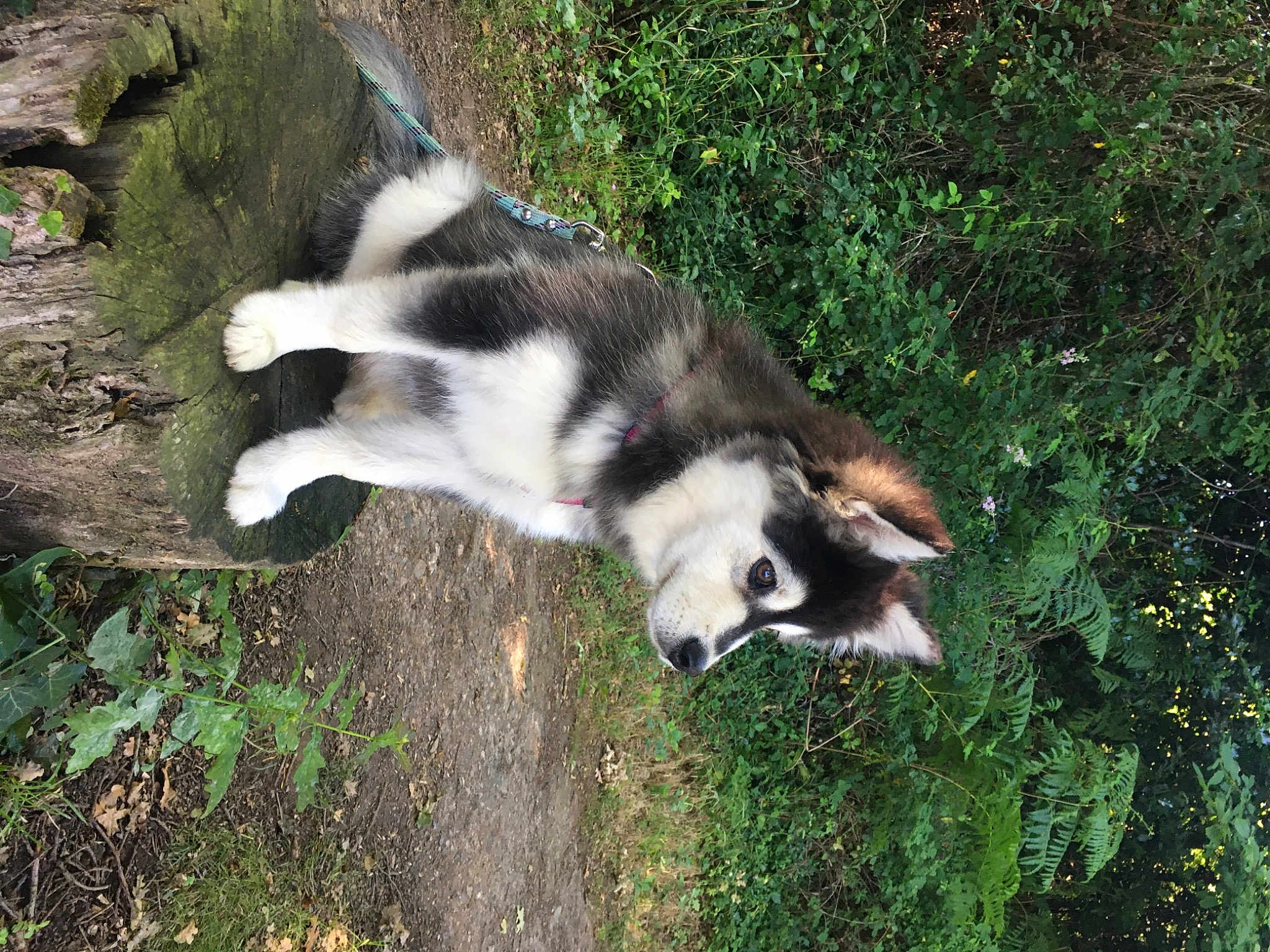 Shaé Des Jardins De Vérone