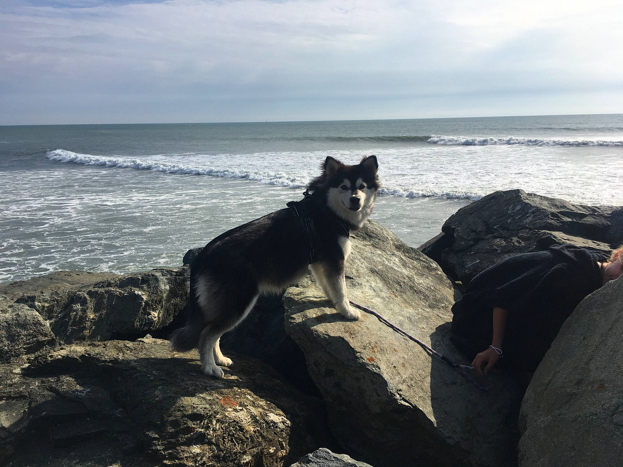 Shaé Des Jardins De Vérone participe au concours pour gagner de l'argent avec cette photo : beach, canidae, carnivore, cloud, coast, dog, dog_breed, herding_dog, horizon, landscape, ocean, rock, sand, sitting, sky, sporting_group, water, wave, wind_wave, working_animal