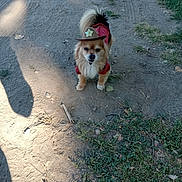 Laylow is registered to the contest to win money with this photo: animal, costume, cowboy_hat, cute, daylight, dirt_path, dog, fur, grass, nature, one_animal, outdoor, pet, red_shirt, shadow, small_dog, standing, sunlight, tail, walking