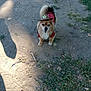 animal, costume, cowboy_hat, cute, daylight, dirt_path, dog, fur, grass, nature, one_animal, outdoor, pet, red_shirt, shadow, small_dog, standing, sunlight, tail, walking