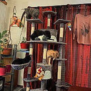 Tigrou participe au concours pour gagner de l'argent avec cette photo : cat, cats, cat_tree, indoor, plant, potted_plant, curtain, furniture, toy, rooster_toy, grooming, lounging, multi_level, gray_cat_tree, orange_cat, black_cat, gray_cat, shirt, window, living_room