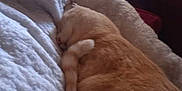 Tigrou a rejoint le concours — aidez-le/la à gagner de superbes lots ! person, cat, sleeping, blanket, indoor, cozy, resting, furniture, couch, pet, nap, ginger_cat, closeup, relaxation, home, comfort, fur, human, soft, warm