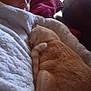 person, cat, sleeping, blanket, indoor, cozy, resting, furniture, couch, pet, nap, ginger_cat, closeup, relaxation, home, comfort, fur, human, soft, warm