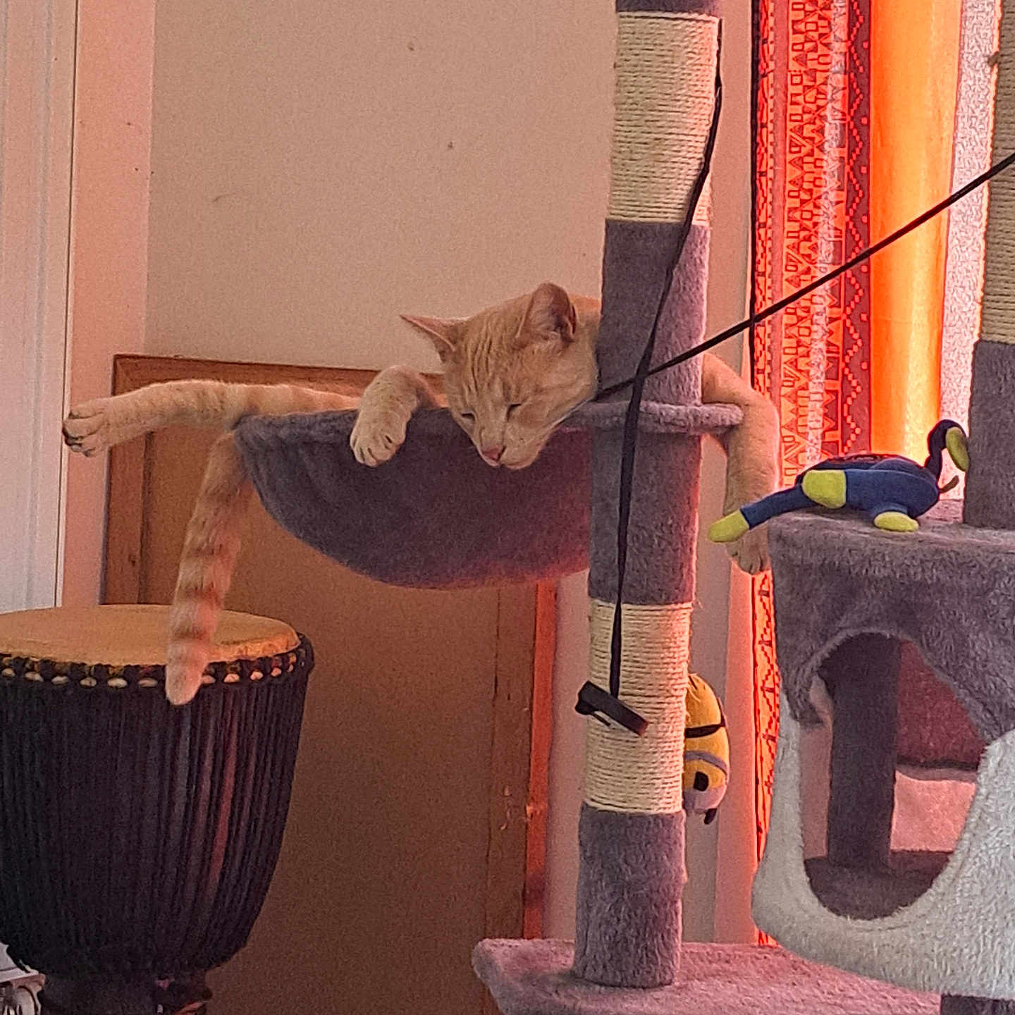 Tigrou a rejoint le concours — aidez-le/la à gagner de superbes lots ! animal, cat, cat_tree, cozy, curtain, door, drum, feline, furniture, hammock, home, indoor, orange_tabby, patterned_curtain, paw, pet, relaxed, sleeping, tail, toy