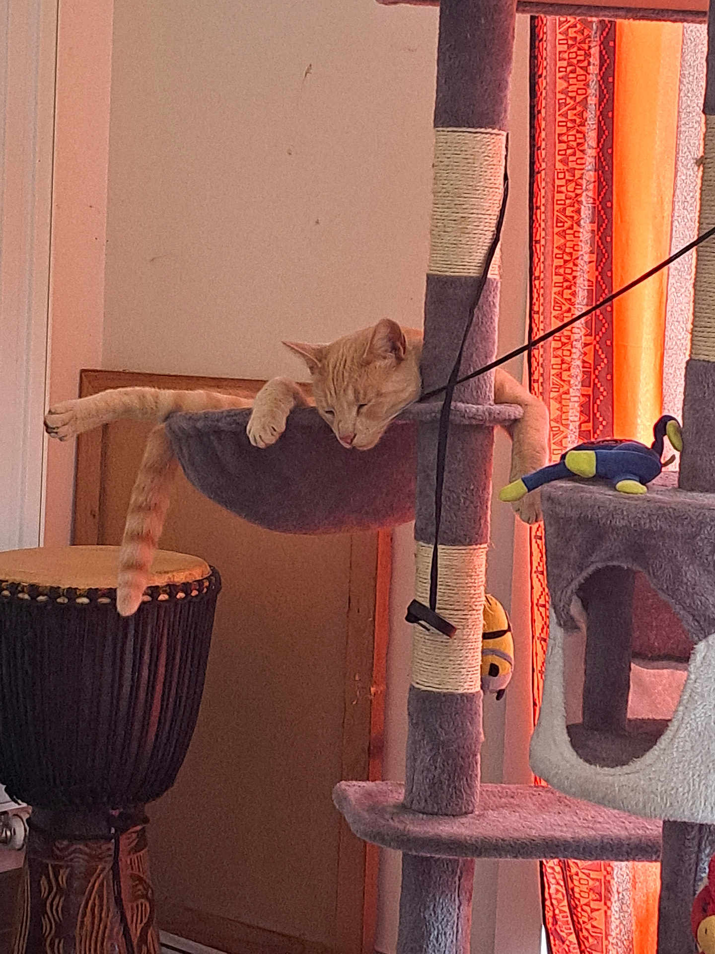 Tigrou a rejoint le concours — aidez-le/la à gagner de superbes lots ! cat, orange_tabby, cat_tree, hammock, paw, tail, indoor, drum, door, curtain, patterned_curtain, toy, relaxed, feline, furniture, pet, home, cozy, sleeping, animal