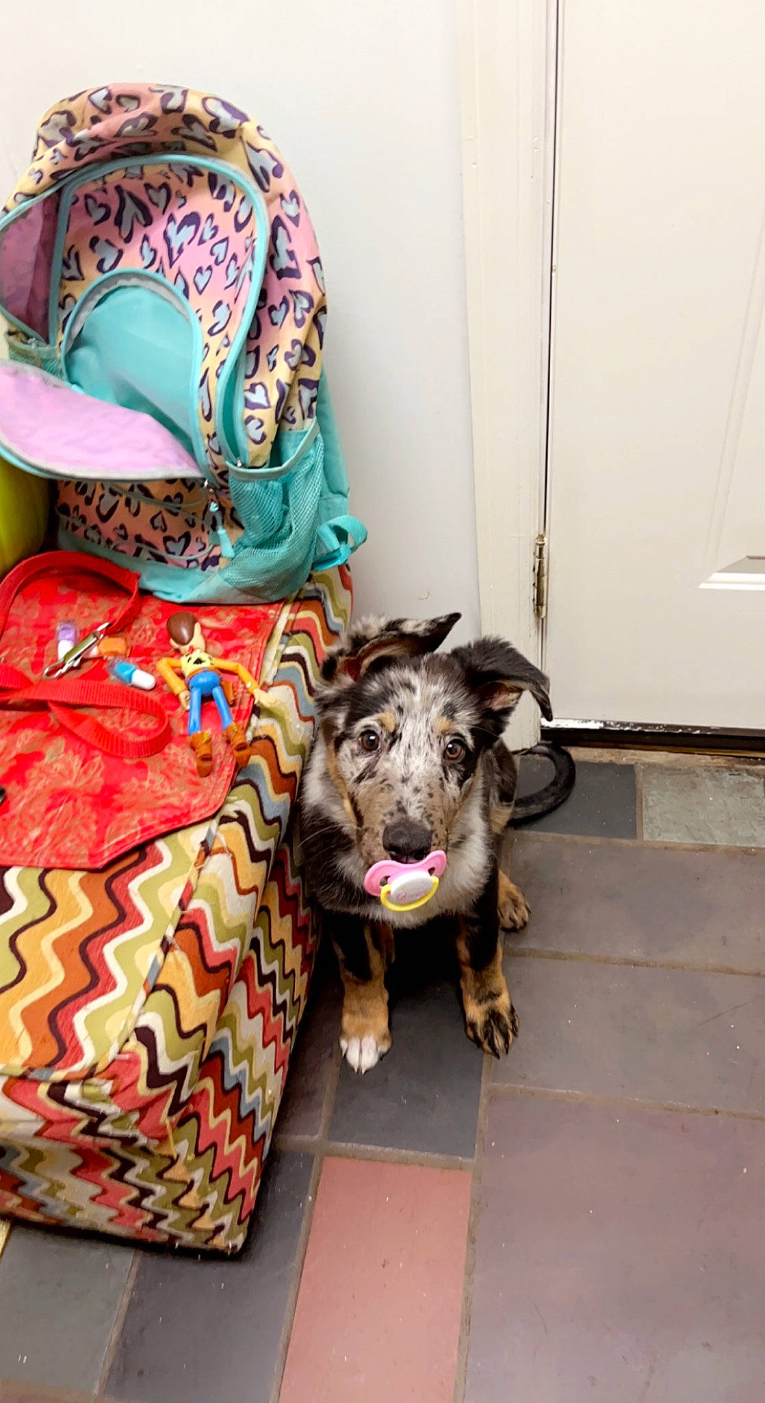 Toby is registered to the contest to win money with this photo: art, bag, canidae, ceramic, child, fashion_accessory, flooring, fur, goat, hat, linens, livestock, luggage_and_bags, pattern, road, snout, sporting_group, tradition, visual_arts, working_animal