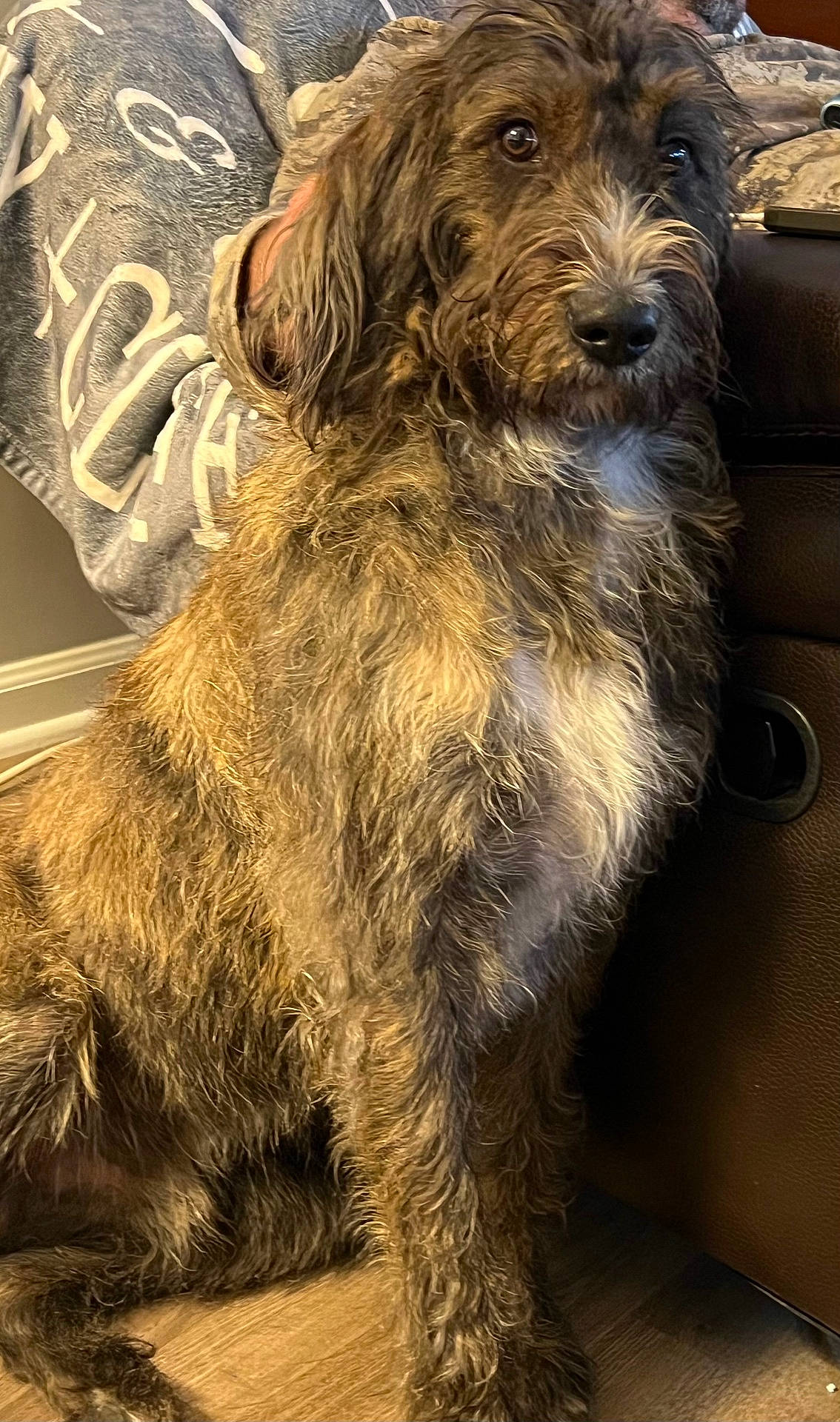 Bentley joined the competition — help win amazing prizes! affenpinscher, airedale, animal, baggage, canine, couch, dog, dogbed, furniture, hound, pet, poodle, puppy, suitcase, terrier