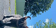 Stormie is registered to the contest to win money with this photo: kitten, cat, animal, pet, gray_cat, kitten_face, driveway, asphalt, grass, fence, trees, blue_sky, sunny, outdoors, close_up, low_angle, curious, whiskers, ears, small
