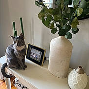 Stormie is registered to the contest to win money with this photo: cat, gray_cat, pet, cat_face, tail, console_table, decor_vase, ceramic_vase, eucalyptus, mirror, candles, picture_frame, family_photo, wood_floor, pillow, woven_basket, indoor, home_decor, plant, natural_light