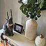 cat, gray_cat, pet, cat_face, tail, console_table, decor_vase, ceramic_vase, eucalyptus, mirror, candles, picture_frame, family_photo, wood_floor, pillow, woven_basket, indoor, home_decor, plant, natural_light