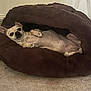 dog, pet_bed, brown, small_dog, carpet, indoor, relaxed, lying_down, cute, cozy, fur, animal, companion, canine, resting, bedroom, paw, ears, looking_up, spot
