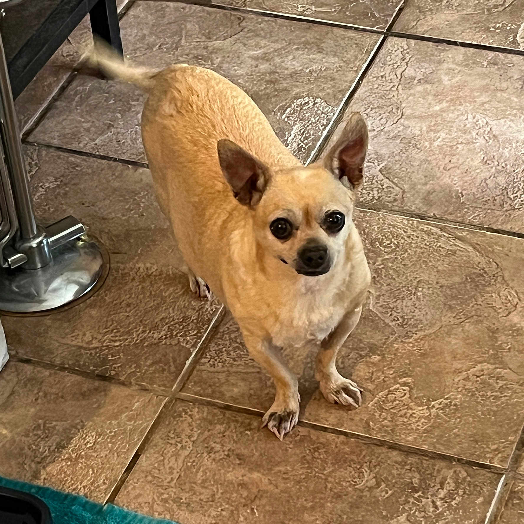 Chloe