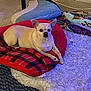 Chloe joined the competition — help win amazing prizes! dog, indoor, blanket, red, checkered, bed, carpet, rug, tan, small_dog, pet, fur, animal, relaxed, cozy, lying_down, ears_up, alert, home, comfort
