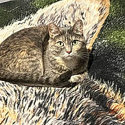 Aspen is registered to the contest to win money with this photo: cat, animal, pet, fur, green_eyes, blanket, texture, indoor, resting, cozy, comfort, curled_up, mammal, whiskers, tabby, close_up, feline, pattern, soft, relaxed