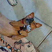 Simba joined the competition — help win amazing prizes! dog, paw, toy, rope_toy, floor, concrete, mat, pet, playful, brown_dog, collar, lying_down, indoor, curious, animal, canine, pet_toy, resting, fun, companion