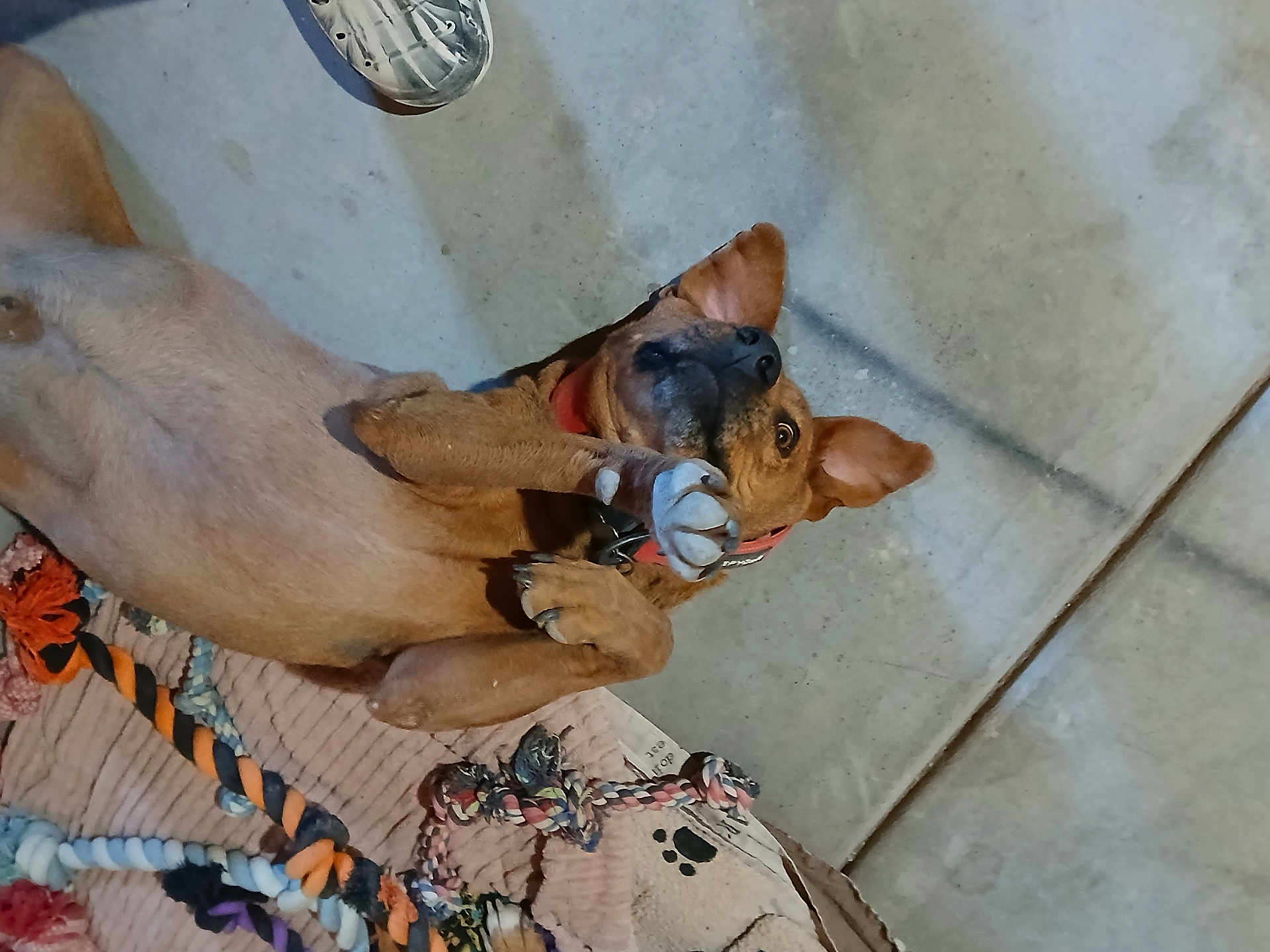 Simba joined the competition — help win amazing prizes! dog, paw, toy, rope_toy, floor, concrete, mat, pet, playful, brown_dog, collar, lying_down, indoor, curious, animal, canine, pet_toy, resting, fun, companion